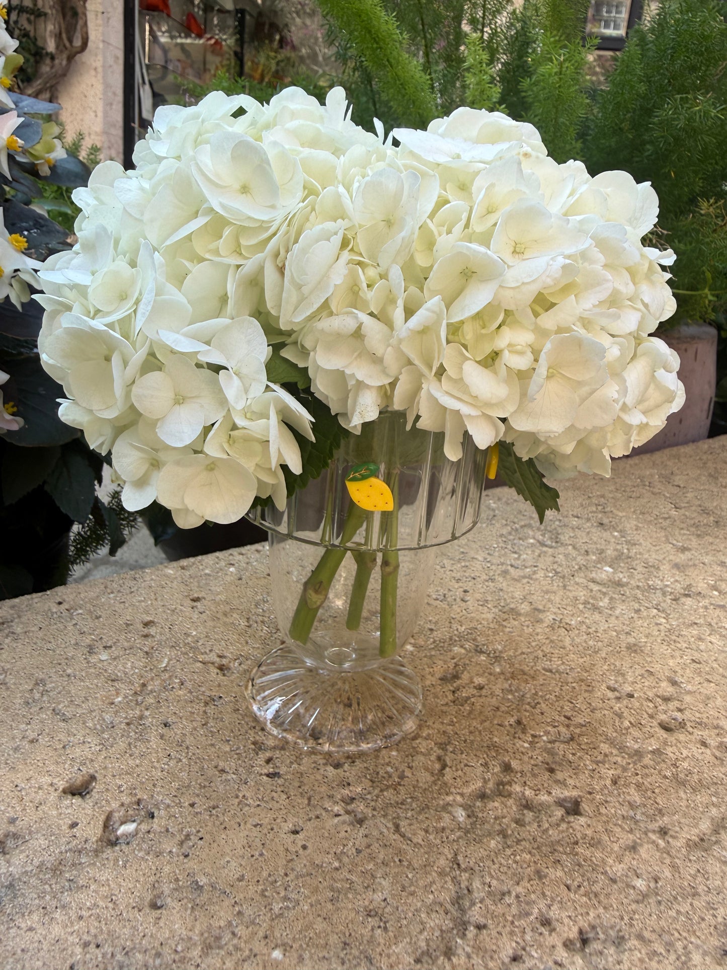 Zesty Lemon (Set of 4)
